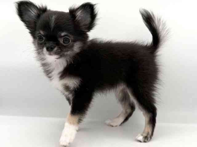 大阪府のチワワ(ロング) (ひごペットフレンドリーイオンそよら海老江店/2025年12月15日生まれ/女の子/ブラックタン)の子犬の3枚目の画像