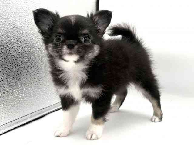 大阪府のチワワ(ロング) (ひごペットフレンドリーイオンそよら海老江店/2025年12月15日生まれ/女の子/ブラックタン)の子犬の3枚目の画像