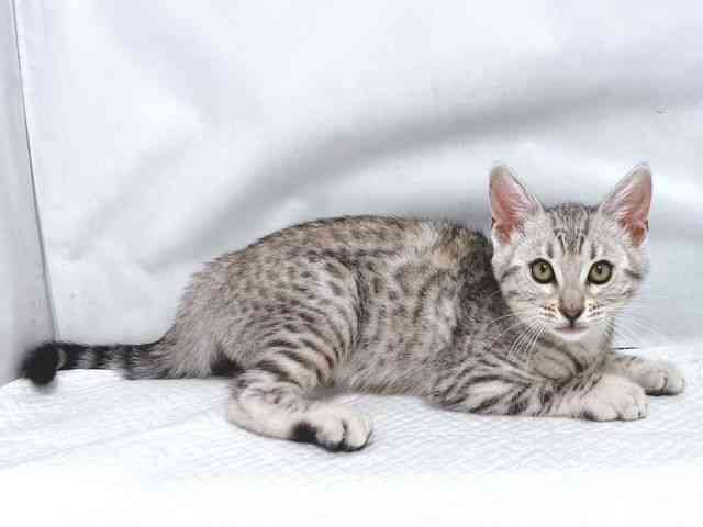 大阪府のベンガル (ひごペットフレンドリー堺プラットプラット店/2025年12月16日生まれ/女の子/ブラックシルバースポットタビー)の子猫の3枚目の画像