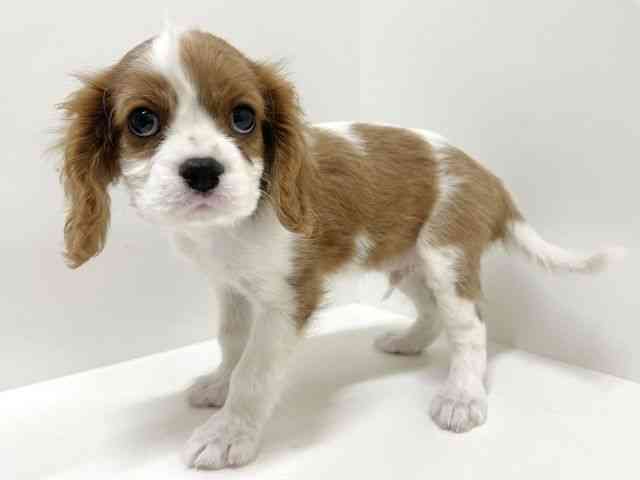 奈良県のキャバリアキングチャールズスパニエル (ひごペットフレンドリーイオンモール橿原ウエスト・ビレッジ店/2025年12月16日生まれ/男の子/ブレンハイム)の子犬の3枚目の画像