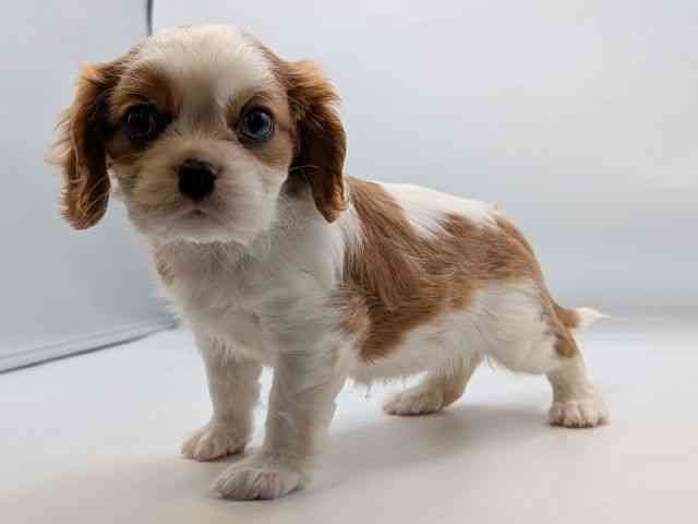 香川県のキャバリアキングチャールズスパニエル (ひごペットフレンドリーゆめタウン高松店/2025年12月16日生まれ/女の子/ブレンハイム)の子犬の3枚目の画像