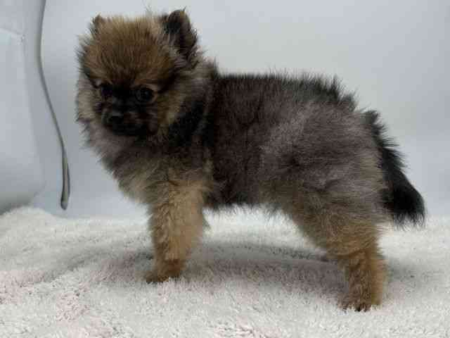 島根県のポメラニアン (ひごペットフレンドリーイオンモール出雲店/2025年12月14日生まれ/女の子/ウルフセーブル)の子犬の3枚目の画像