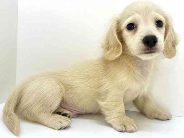 大阪府のミニチュアダックスフンド(ロング) (ひごペットフレンドリーいこらもーる泉佐野店/2025年12月14日生まれ/男の子/イエロー)の子犬の3枚目の画像