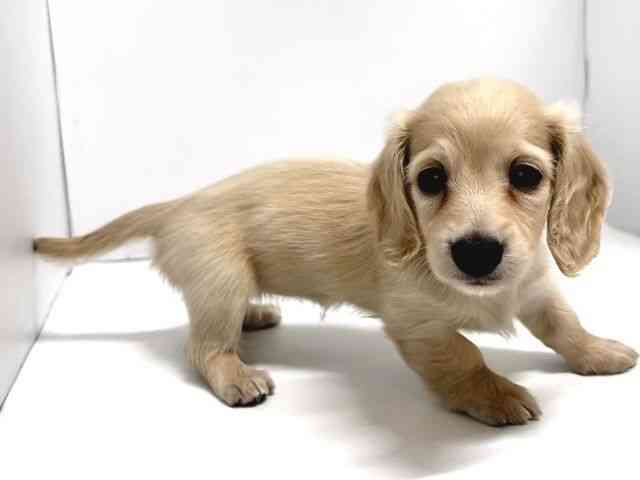 奈良県のミニチュアダックスフンド(ロング) (ひごペットフレンドリー奈良パワーシティ店/2025年12月14日生まれ/女の子/イエロー)の子犬の3枚目の画像