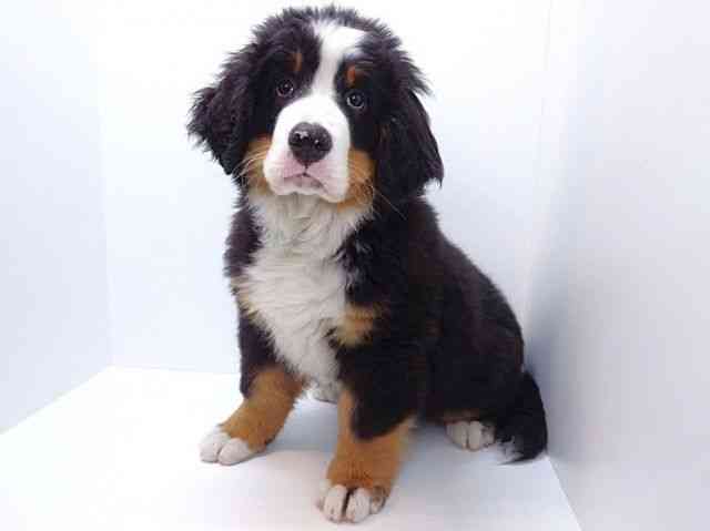 大阪府のバーニーズマウンテンドッグ (ひごペットフレンドリーいこらもーる泉佐野店/2025年12月16日生まれ/女の子/ブラックラストホワイト)の子犬の3枚目の画像