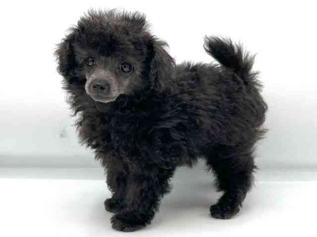 大阪府のトイプードル(トイ) (ひごペットフレンドリーららぽーとEXPOCITY店/2025年12月14日生まれ/女の子/シルバー)の子犬の3枚目の画像