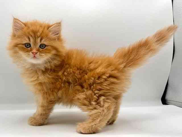 愛知県のマンチカン (ひごペットフレンドリープライムツリー赤池店/2025年12月13日生まれ/男の子/レッドタビー)の子猫の3枚目の画像