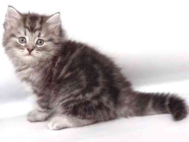 大阪府のマンチカン (ひごペットフレンドリー岸和田店/2025年12月13日生まれ/男の子/シルバータビー)の子猫の3枚目の画像