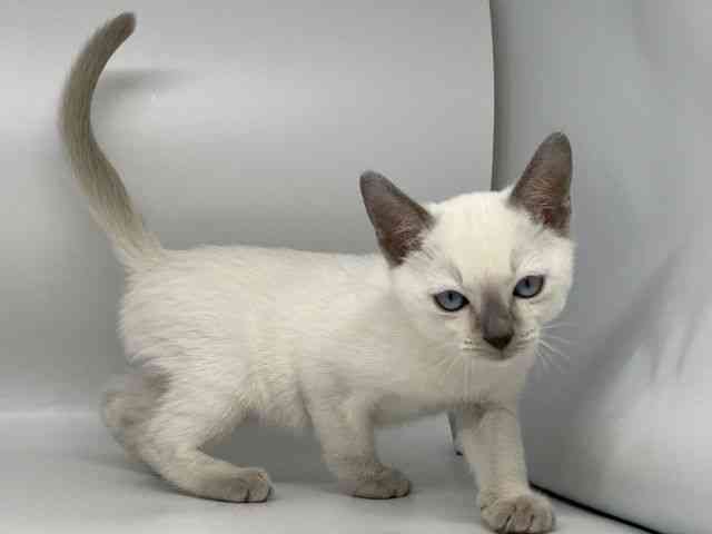 徳島県のトンキニーズ (ひごペットフレンドリーゆめタウン徳島店/2025年12月12日生まれ/男の子/プラチナポイント)の子猫の3枚目の画像