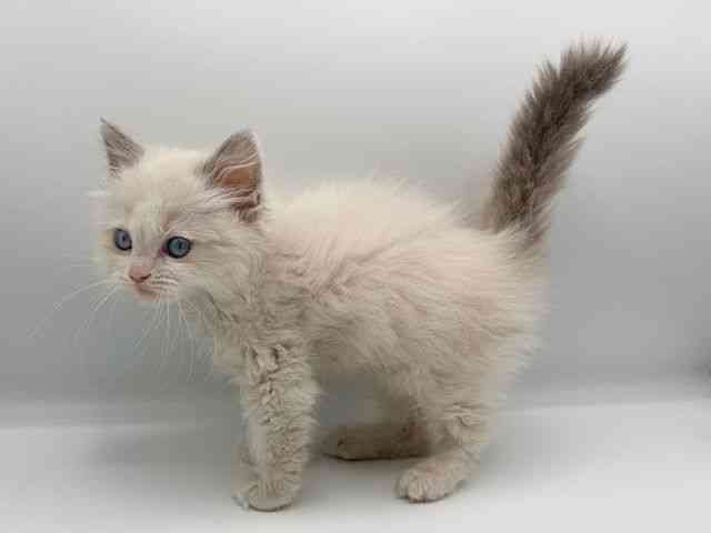 愛知県のラグドール (ひごペットフレンドリープライムツリー赤池店/2025年12月7日生まれ/男の子/ブルーポイントバイカラー)の子猫の2枚目の画像