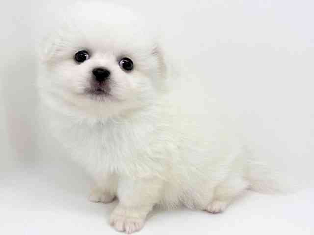 京都府のペキポメ/ポメペキ(ペキニーズ×ポメラニアン) (ひごペットフレンドリーイズミヤショッピングセンター八幡店/2025年12月14日生まれ/男の子/ホワイト)の子犬の3枚目の画像