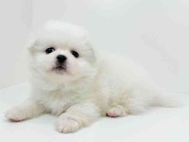 京都府のペキポメ/ポメペキ(ペキニーズ×ポメラニアン) (ひごペットフレンドリーイズミヤショッピングセンター八幡店/2025年12月14日生まれ/男の子/ホワイト)の子犬の3枚目の画像