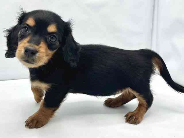 大阪府のミニチュアダックスフンド(ロング) (ひごペットフレンドリーイトーヨーカドー津久野店/2025年12月15日生まれ/女の子/ブラックタン)の子犬の3枚目の画像