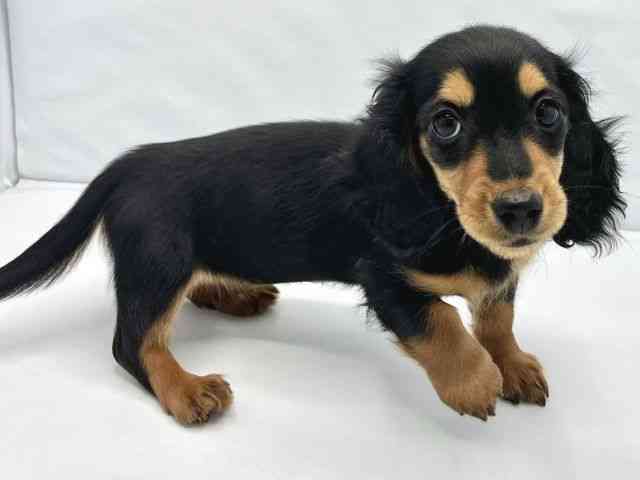 大阪府のミニチュアダックスフンド(ロング) (ひごペットフレンドリーイトーヨーカドー津久野店/2025年12月15日生まれ/女の子/ブラックタン)の子犬の3枚目の画像