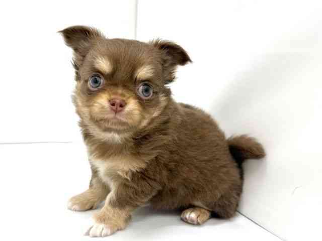 大阪府のチワワ(ロング) (ひごペットフレンドリーイオンタウン茨木太田店/2025年12月15日生まれ/男の子/チョコレートタンホワイト)の子犬の3枚目の画像