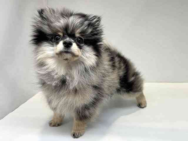 大阪府のポメラニアン (ひごペットフレンドリーセブンパーク天美店/2025年12月15日生まれ/女の子/ブルーマール)の子犬の3枚目の画像