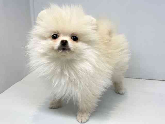 大阪府のポメラニアン (ひごペットフレンドリーセブンパーク天美店/2025年12月14日生まれ/男の子/ホワイト)の子犬の3枚目の画像