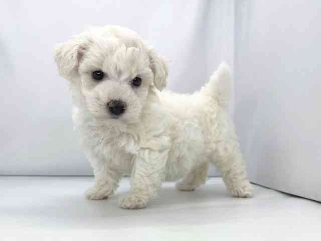 兵庫県のビションフリーゼ (ひごペットフレンドリーイオンタウン加古川店/2025年12月15日生まれ/女の子/ホワイト)の子犬の3枚目の画像