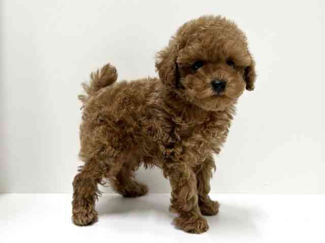 愛知県のトイプードル(トイ) (ひごペットフレンドリーららぽーと名古屋みなとアクルス店/2025年12月8日生まれ/男の子/レッド)の子犬の3枚目の画像