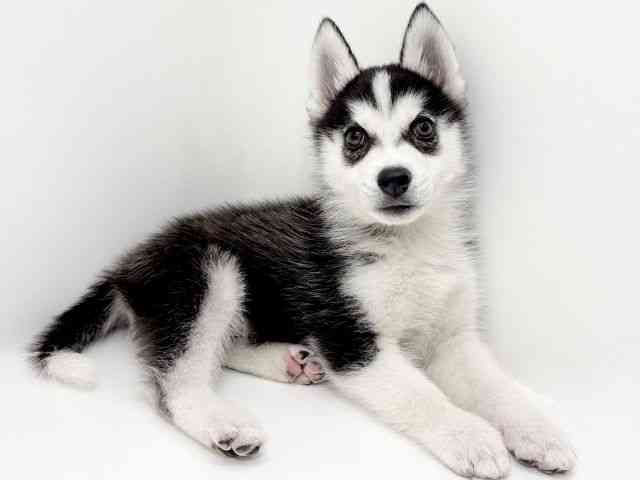 大阪府のシベリアンハスキー (ひごペットフレンドリーアクロスプラザ住之江店/2025年12月16日生まれ/男の子/ブラックホワイト)の子犬の3枚目の画像