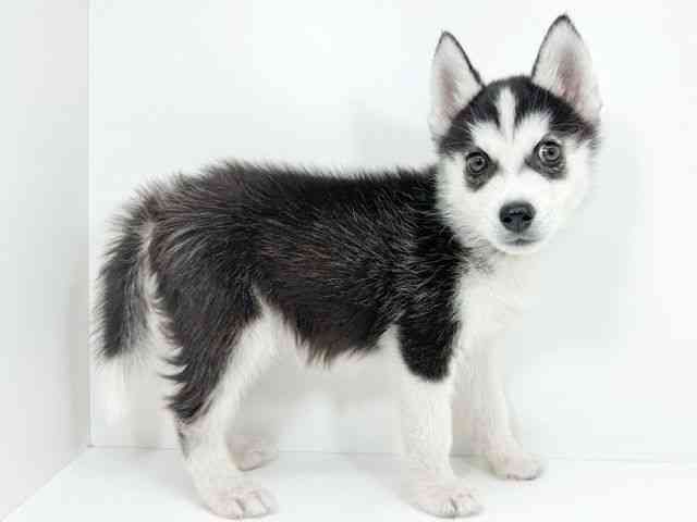 京都府のシベリアンハスキー (ひごペットフレンドリーイズミヤショッピングセンター八幡店/2025年12月16日生まれ/男の子/ブラックホワイト)の子犬の3枚目の画像