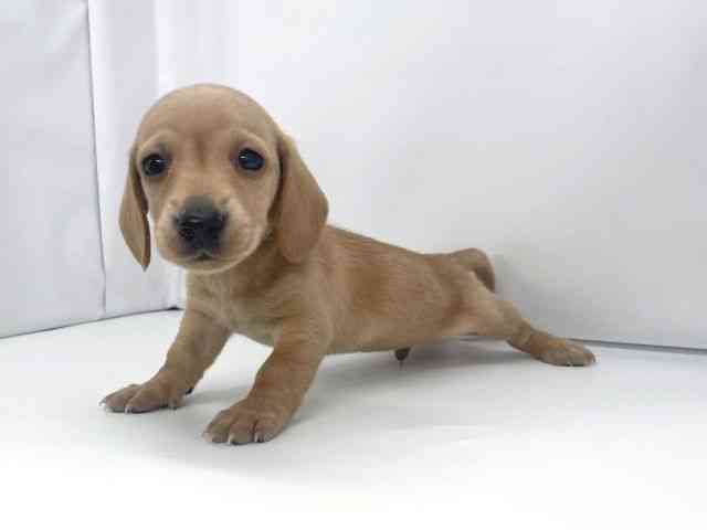 兵庫県のミニチュアダックスフンド(スムース) (ひごペットフレンドリーイオンタウン加古川店/2025年12月16日生まれ/男の子/ゴールド)の子犬の3枚目の画像