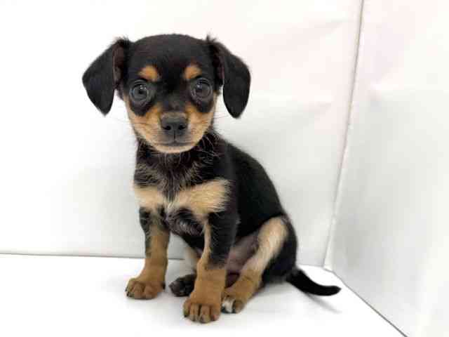 大阪府のチワックス(チワワ×ダックス) (ひごペットフレンドリーイオンタウン茨木太田店/2025年12月16日生まれ/男の子/ブラックタン)の子犬の3枚目の画像