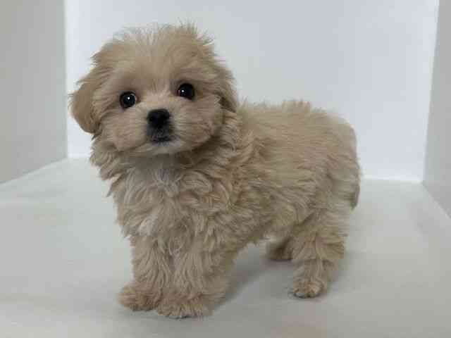 大阪府のマルプー(マルチーズ×プードル) (ひごペットフレンドリーアクロスプラザ住之江店/2025年12月15日生まれ/女の子/クリームホワイト)の子犬の3枚目の画像