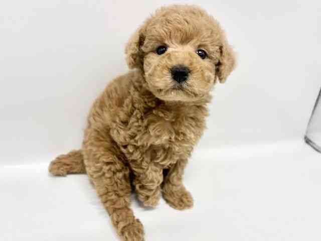 大阪府のトイプードル(トイ) (ひごペットフレンドリーイオンタウン豊中庄内店/2025年12月8日生まれ/女の子/アプリコット)の子犬の3枚目の画像