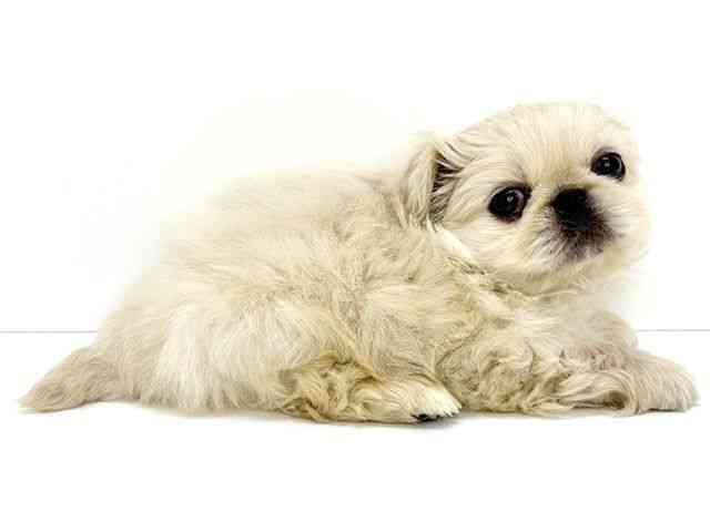 大阪府のペキニーズ (ひごペットフレンドリーいこらもーる泉佐野店/2025年12月15日生まれ/男の子/ホワイト)の子犬の3枚目の画像