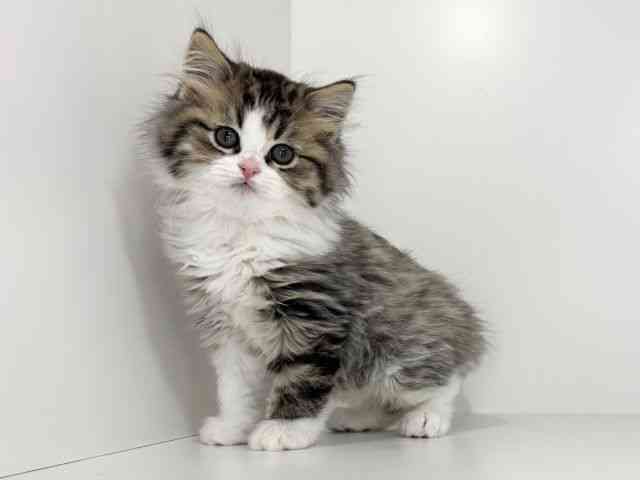 兵庫県のサイベリアン (ひごペットフレンドリーイトーヨーカドー明石店/2025年12月15日生まれ/男の子/ブラウンタビーホワイト)の子猫の3枚目の画像
