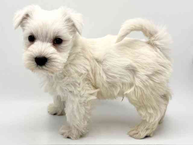 大阪府のシュナマル/マルシュナ(シュナウザー×マルチーズ) (ひごペットフレンドリーみのおキューズモール店/2025年12月16日生まれ/男の子/ホワイト)の子犬の3枚目の画像