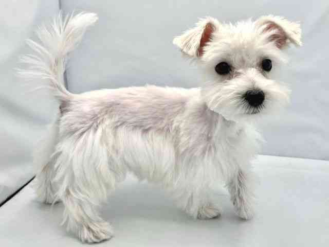 兵庫県のシュナマル/マルシュナ(シュナウザー×マルチーズ) (ひごペットフレンドリーコロワ甲子園店/2025年12月16日生まれ/女の子/ホワイト)の子犬の3枚目の画像