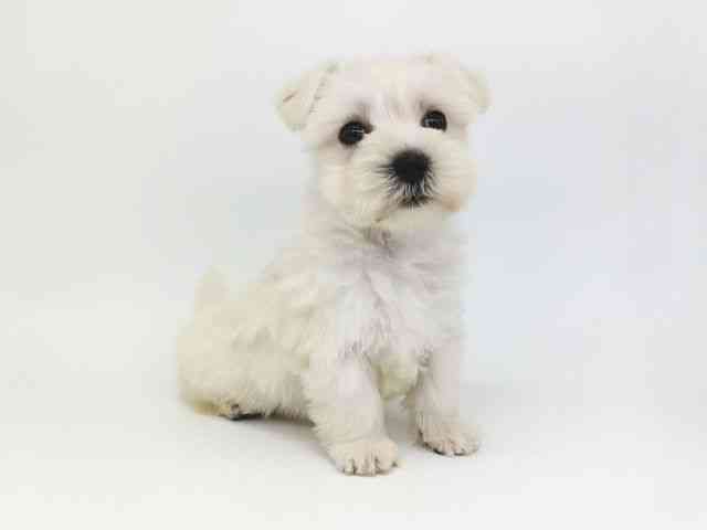 大阪府のシュナマル/マルシュナ(シュナウザー×マルチーズ) (ひごペットフレンドリー泉ヶ丘店/2025年12月16日生まれ/女の子/ホワイト)の子犬の3枚目の画像