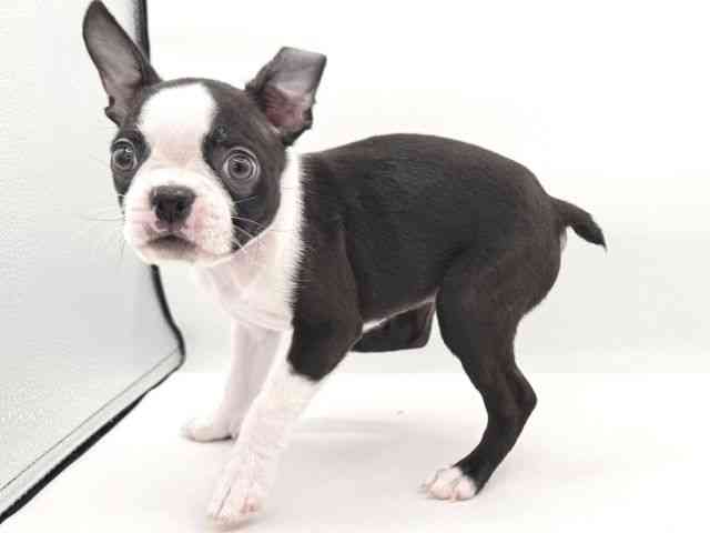 大阪府のボストンテリア (ひごペットフレンドリーイオンそよら海老江店/2025年12月16日生まれ/男の子/ボストンカラー)の子犬の3枚目の画像
