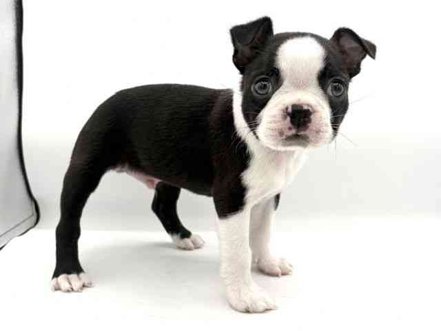 大阪府のボストンテリア (ひごペットフレンドリーイオンそよら海老江店/2025年12月16日生まれ/男の子/ボストンカラー)の子犬の3枚目の画像