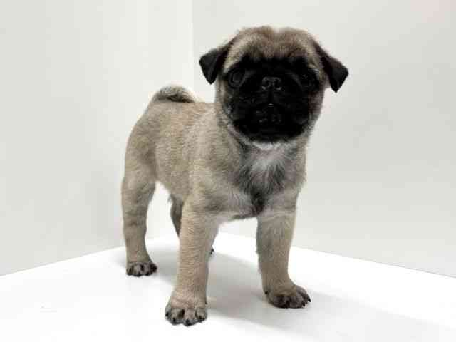 愛知県のパグ (ひごペットフレンドリーららぽーと名古屋みなとアクルス店/2025年12月16日生まれ/男の子/フォーン)の子犬の3枚目の画像