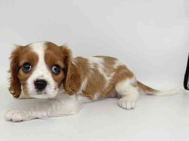 大阪府のキャバリアキングチャールズスパニエル (ひごペットフレンドリー瓜破店/2025年12月16日生まれ/女の子/ブレンハイム)の子犬の3枚目の画像