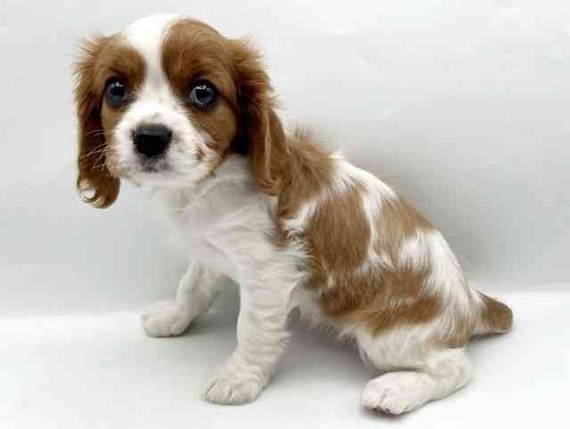 奈良県のキャバリアキングチャールズスパニエル (ひごペットフレンドリートナリエ大和高田店/2025年12月16日生まれ/女の子/ブレンハイム)の子犬の3枚目の画像