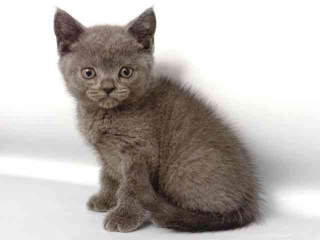 大阪府のブリティッシュショートヘアー (ひごペットフレンドリー岸和田店/2025年12月15日生まれ/男の子/ブルー)の子猫の3枚目の画像