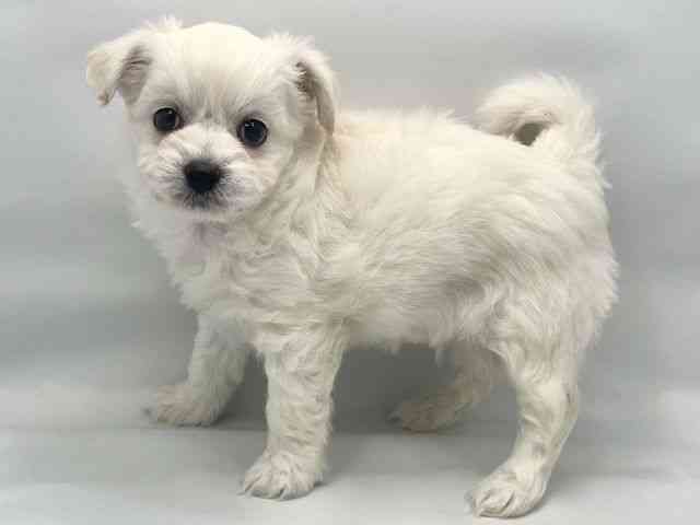 大阪府のハーフ犬・ミックス犬 (ひごペットフレンドリー東淀川店/2025年12月14日生まれ/男の子/ホワイト)の子犬の3枚目の画像