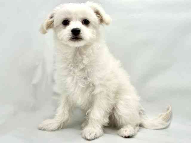 大阪府のハーフ犬・ミックス犬 (ひごペットフレンドリー東淀川店/2025年12月14日生まれ/男の子/ホワイト)の子犬の3枚目の画像