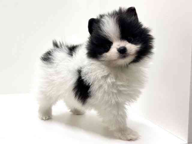 愛知県のポメラニアン (ひごペットフレンドリーららぽーと名古屋みなとアクルス店/2025年12月15日生まれ/女の子/パーティーカラー)の子犬の3枚目の画像