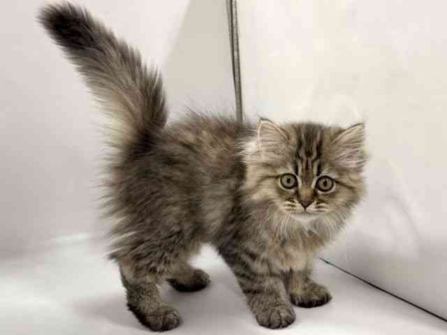 京都府のペルシャ (ひごペットフレンドリー京都店/2025年12月13日生まれ/女の子/チンチラゴールデン)の子猫の3枚目の画像