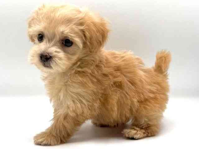 愛知県のマルプー(マルチーズ×プードル) (ひごペットフレンドリープライムツリー赤池店/2025年12月15日生まれ/女の子/アプリコット)の子犬の3枚目の画像