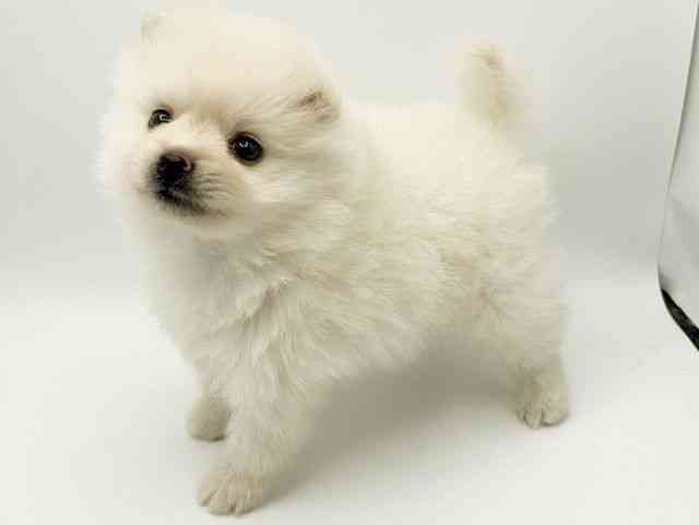大阪府のポメラニアン (ひごペットフレンドリーみのおキューズモール店/2025年12月6日生まれ/男の子/ホワイト)の子犬の3枚目の画像