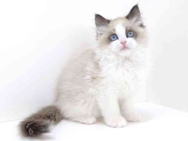 大阪府のラグドール (ひごペットフレンドリーいこらもーる泉佐野店/2025年12月16日生まれ/女の子/シールポイントバイカラー)の子猫の3枚目の画像