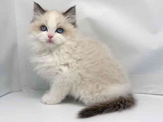京都府のラグドール (ひごペットフレンドリー洛北阪急スクエア店/2025年12月16日生まれ/女の子/シールポイントバイカラー)の子猫の3枚目の画像