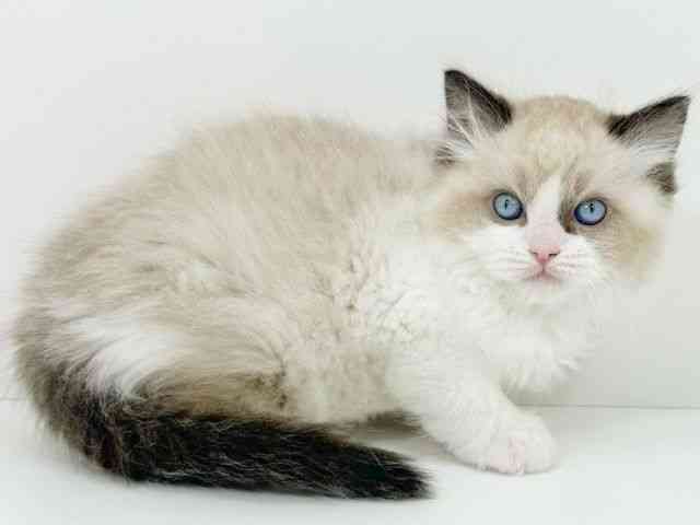 京都府のラグドール (ひごペットフレンドリーイズミヤショッピングセンター八幡店/2025年12月16日生まれ/男の子/シールポイントバイカラー)の子猫の3枚目の画像