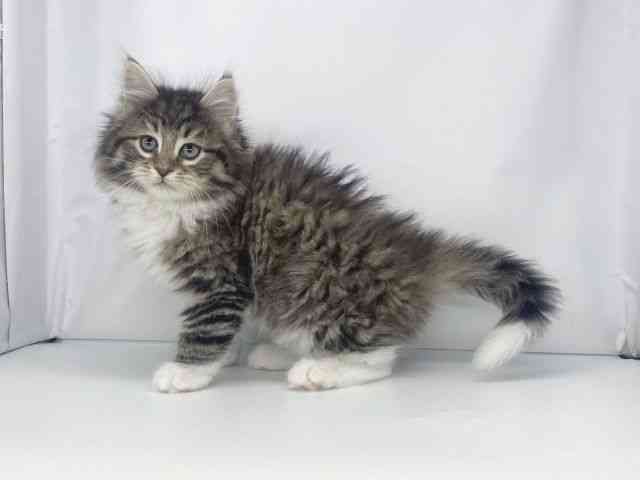 兵庫県のノルウェージャンフォレストキャット (ひごペットフレンドリーイオンタウン加古川店/2025年12月14日生まれ/男の子/ブラウンタビーホワイト)の子猫の3枚目の画像